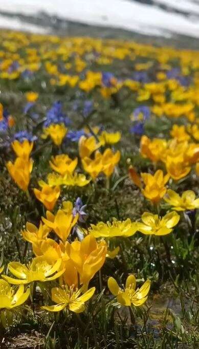 Konya’da doğa canlandı, kartpostallık bahar manzaraları çıktı 4